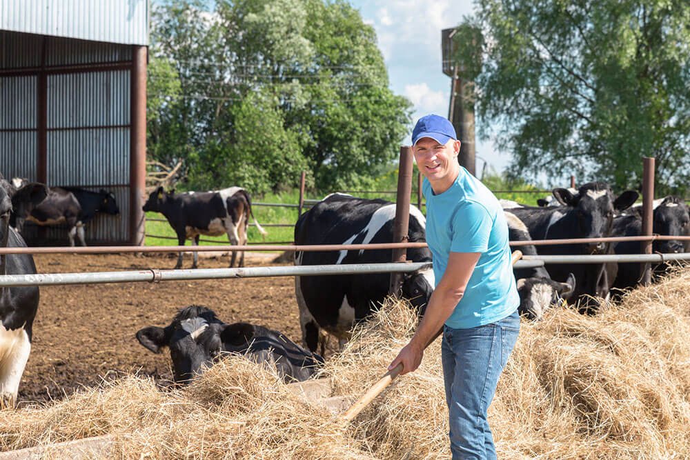 feeding and drinking dairy cows