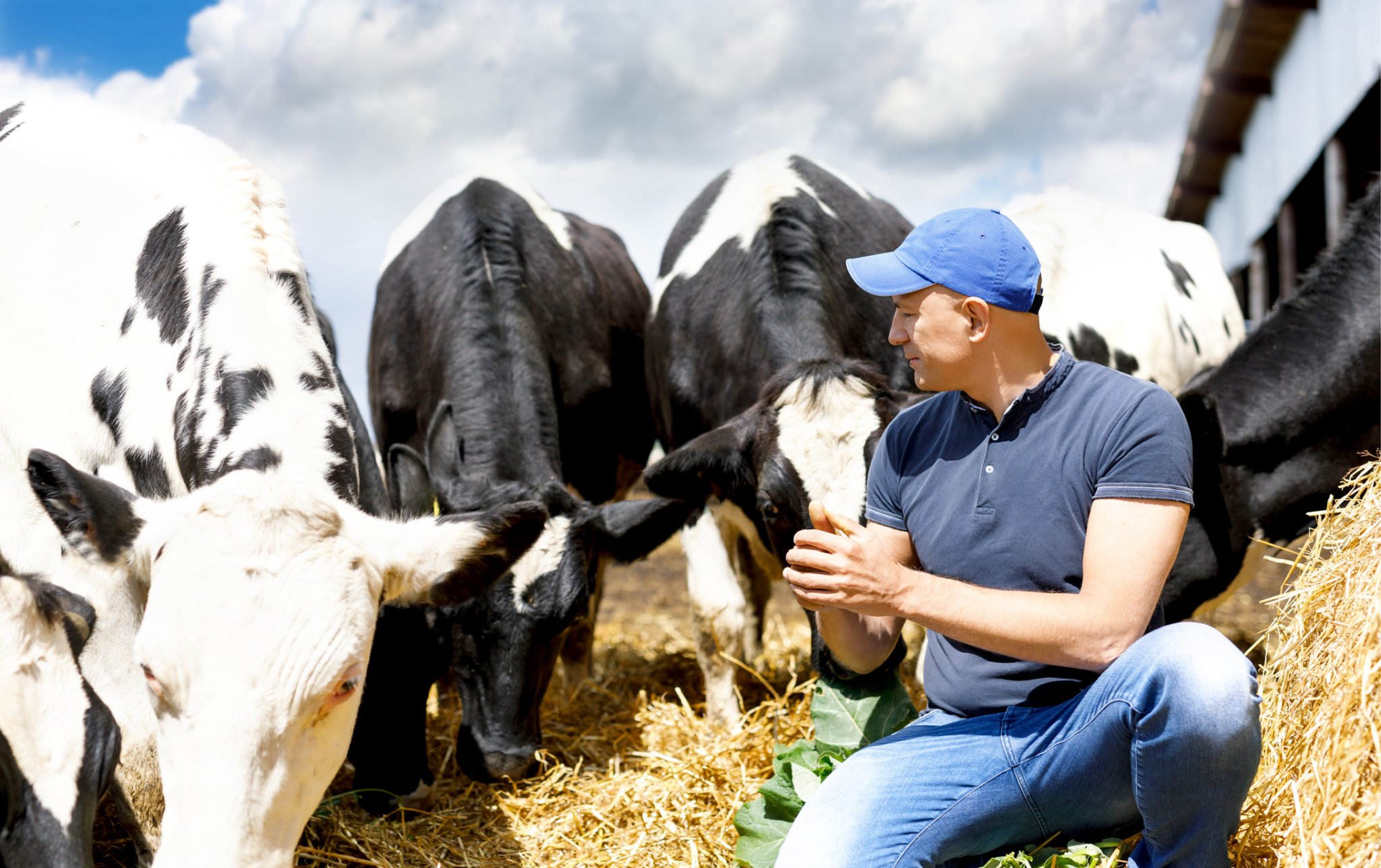 dairy farming resources