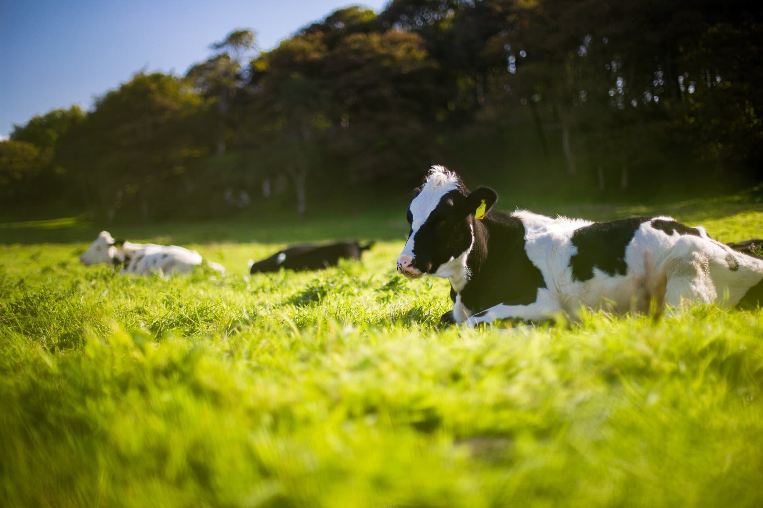 Cows laying a field