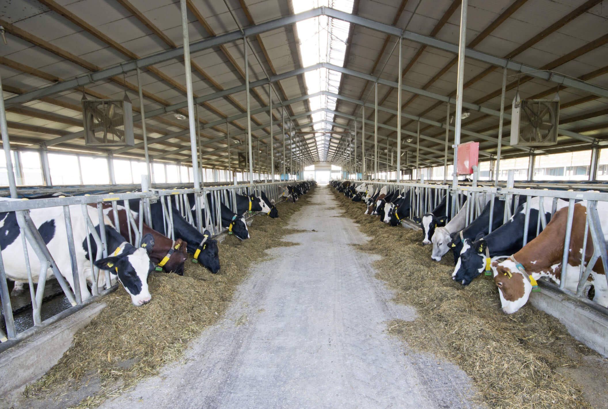 comfort and housing for dairy cows