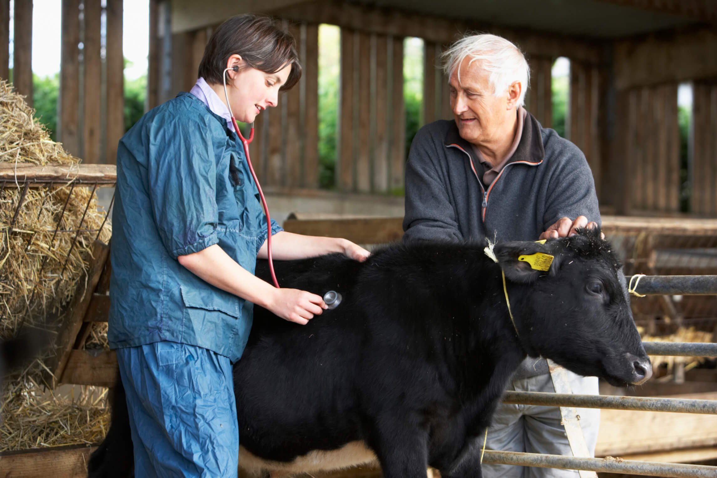 veterinarian with dairy cows and dairy farmer